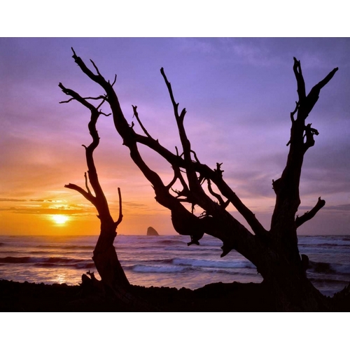 Oregon, Cape Meares Sunset framed by driftwood